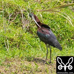 ブロンズトキ、アカショウビン、ツバメチドリ