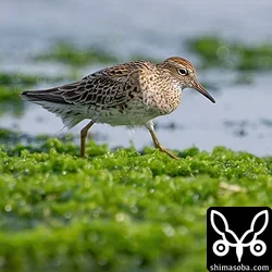 ウズラシギ