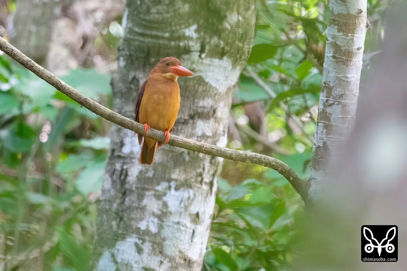 リュウキュウアカショウビン