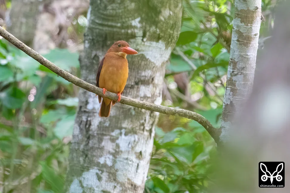 リュウキュウアカショウビン