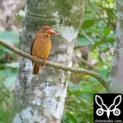 リュウキュウアカショウビン