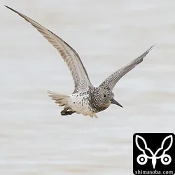 オバシギ成鳥冬羽。