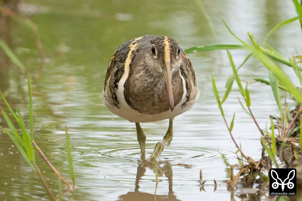 タマシギ