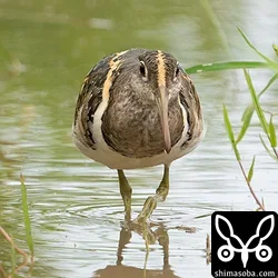タマシギ