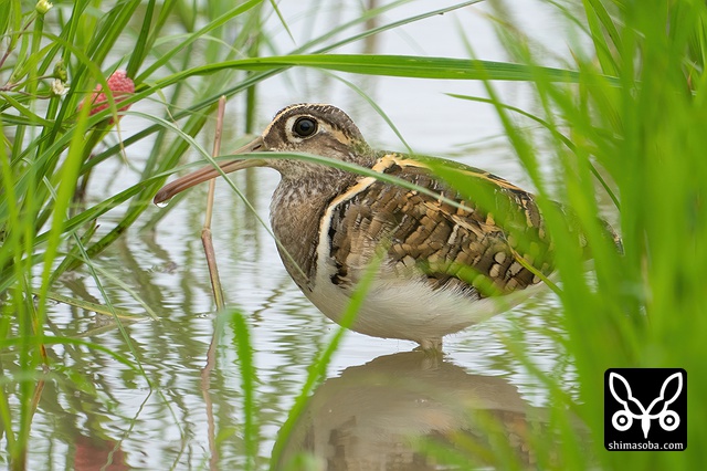 タマシギ