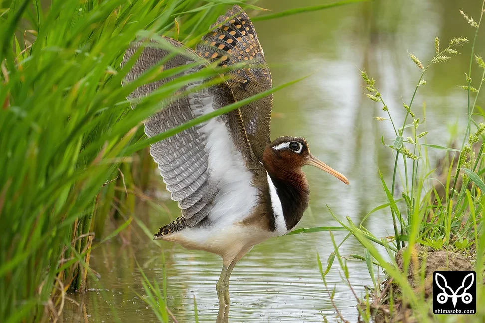 タマシギ