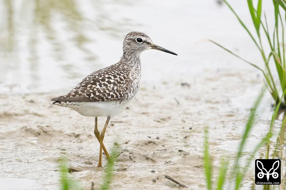 タカブシギ