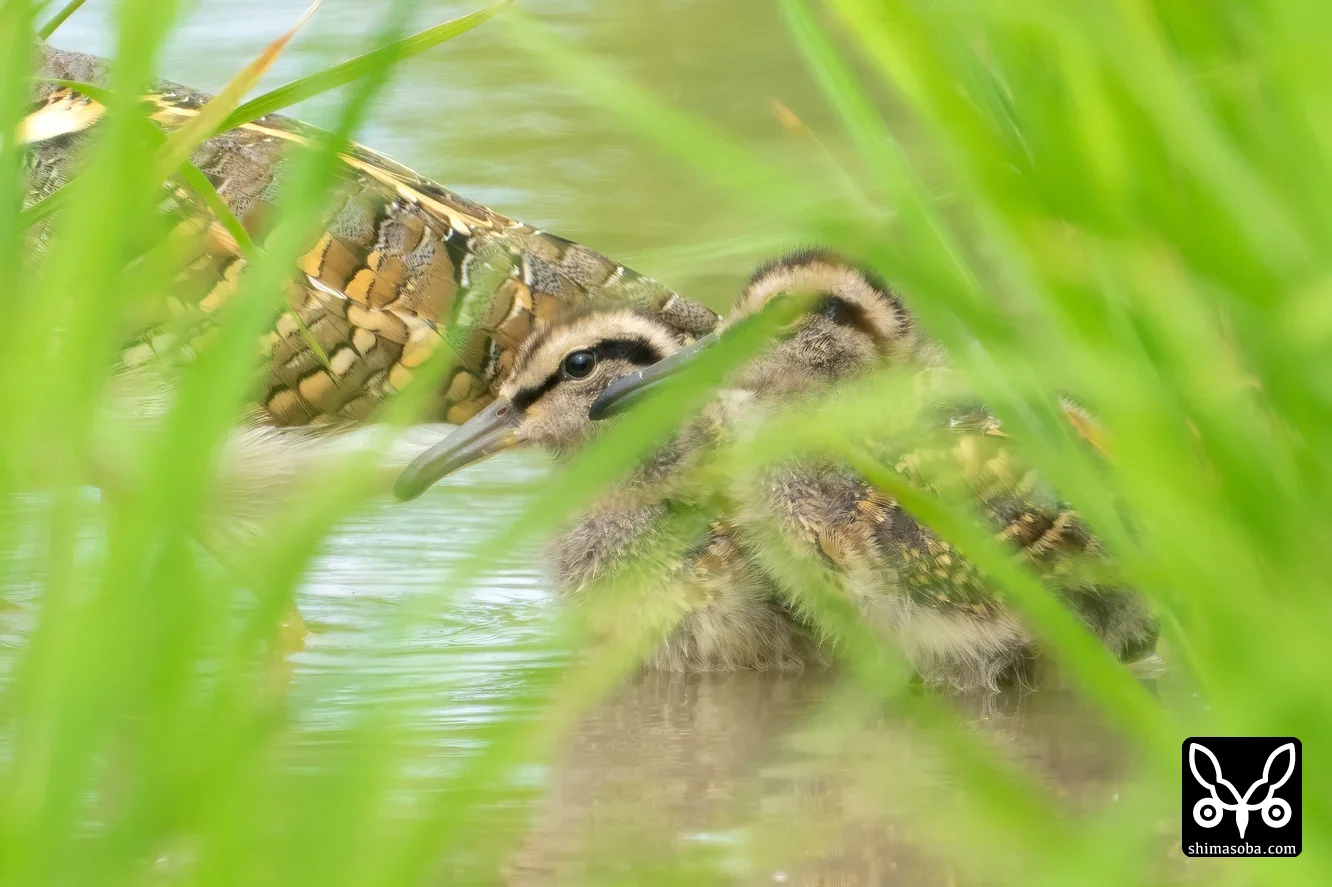 タマシギ