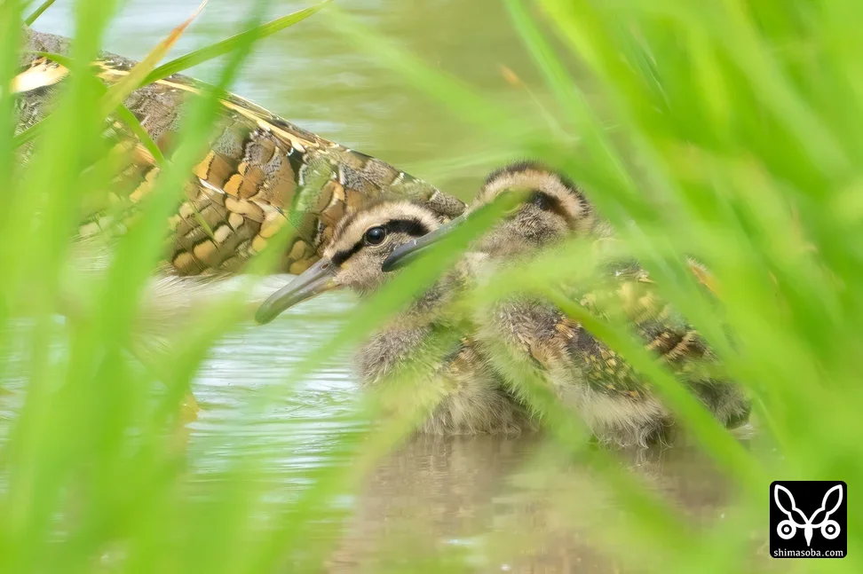 タマシギ