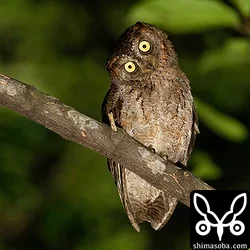 リュウキュウコノハズク