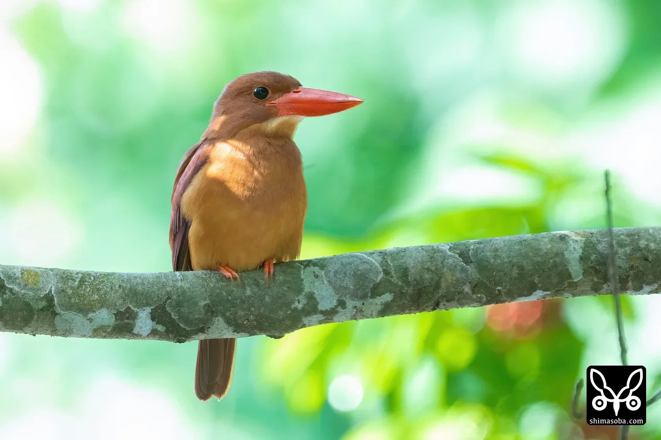 リュウキュウアカショウビン