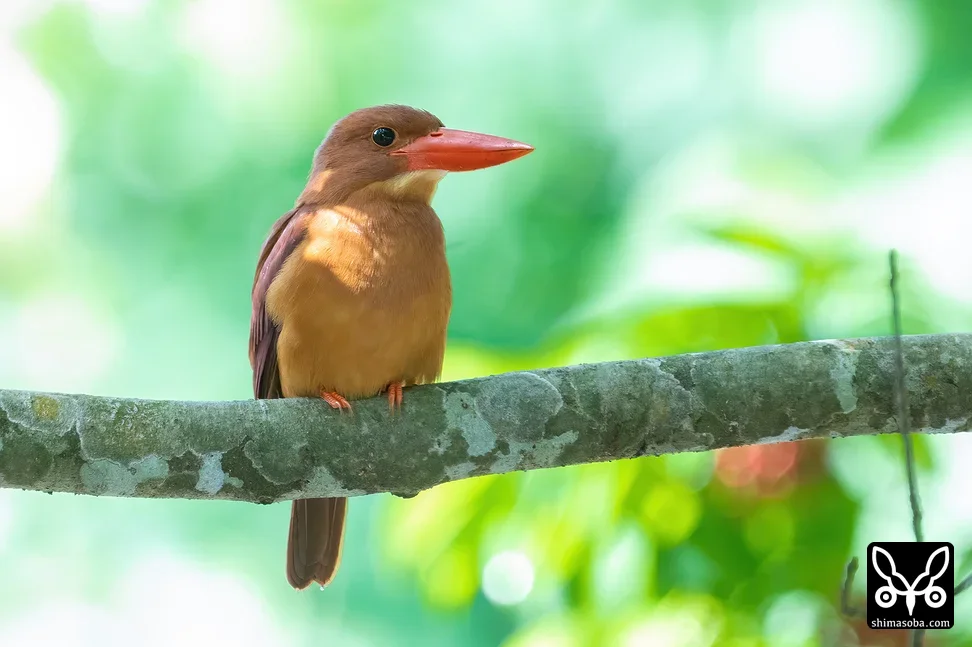 リュウキュウアカショウビン