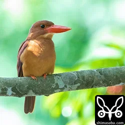 リュウキュウアカショウビン