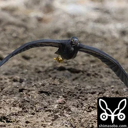 上の個体とペアのクロサギ。