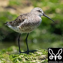 サルハマシギ、キアシシギ、ソリハシシギほか