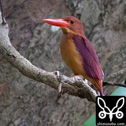 リュウキュウアカショウビン