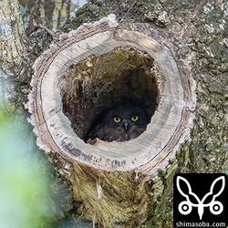 なんと巣の中は丸見え。この樹洞は、今から7年前の `2014年にアカショウビンが掘った場所 <https://shimasoba.com/blog/473/>`_ です。昨年の台風で折れたことから危険と判断されて切断されました。毎年、丸見えになるようなところを巣にするペアです。^^;