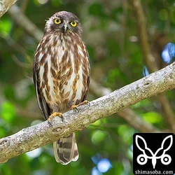 リュウキュウアオバズク