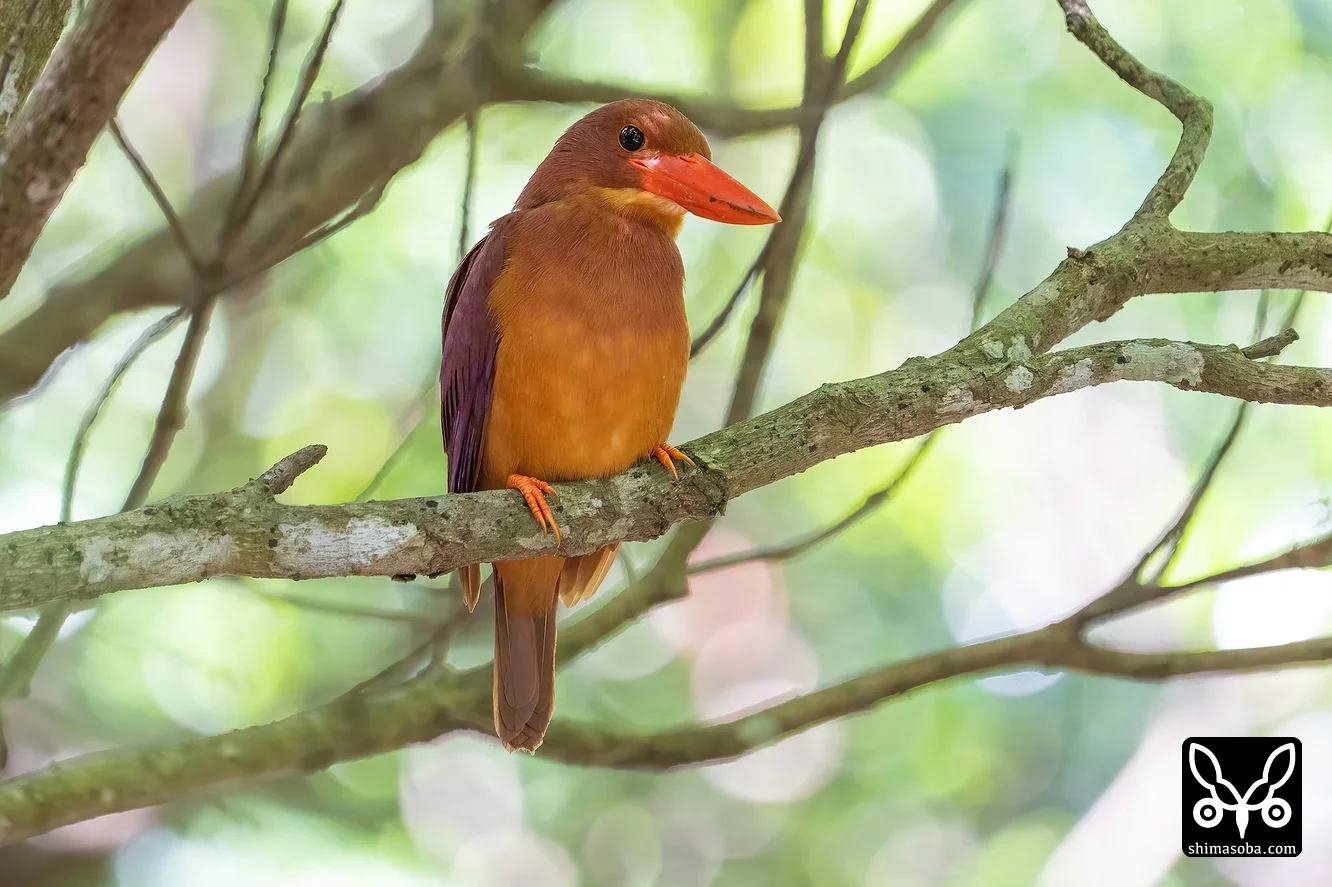 リュウキュウアカショウビン