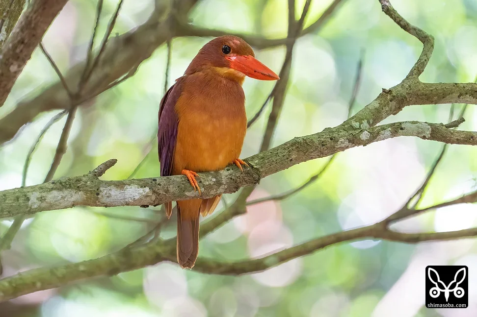 リュウキュウアカショウビン