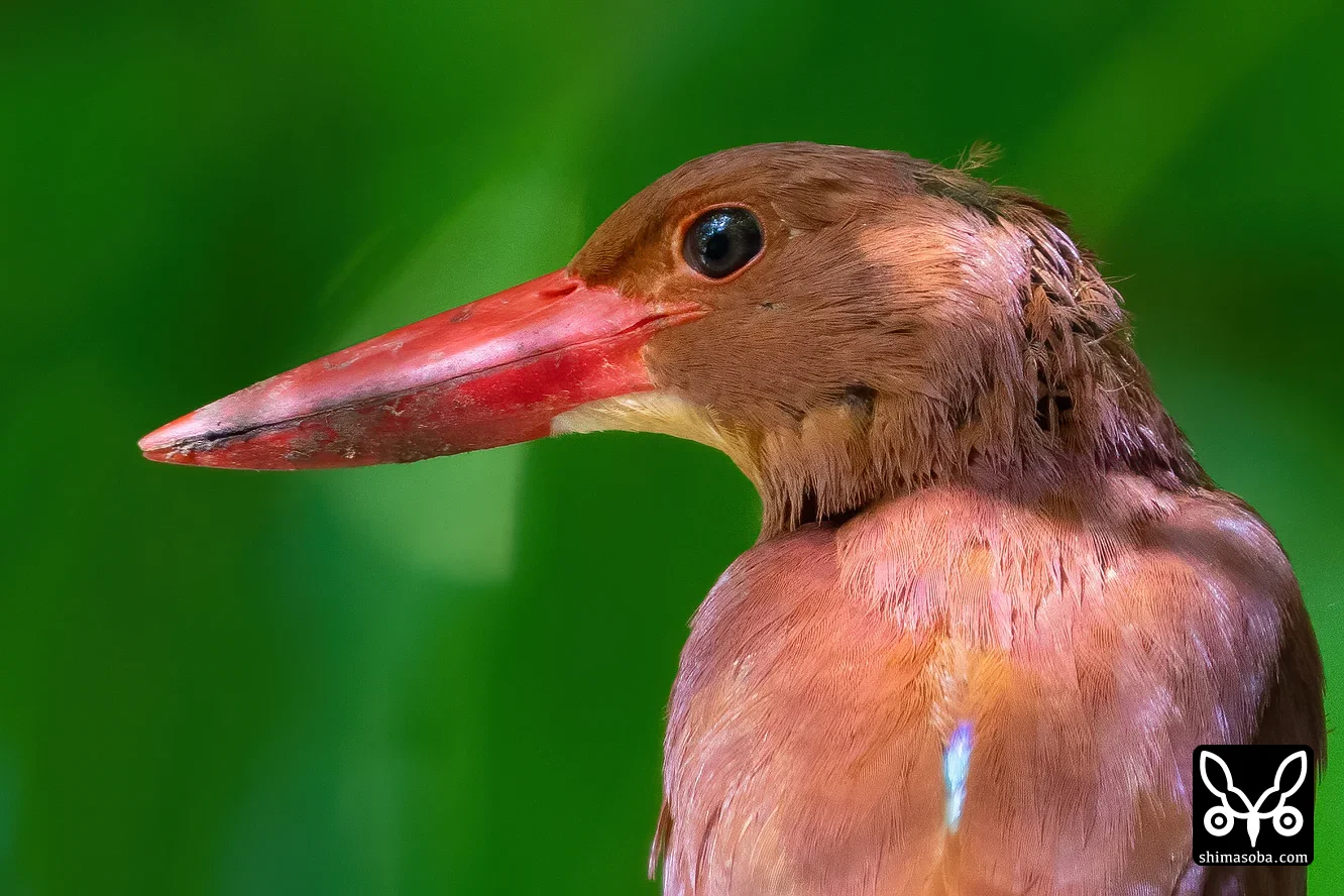 リュウキュウアカショウビン