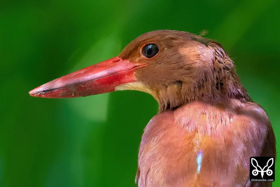 リュウキュウアカショウビン