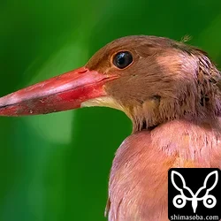 リュウキュウアカショウビン