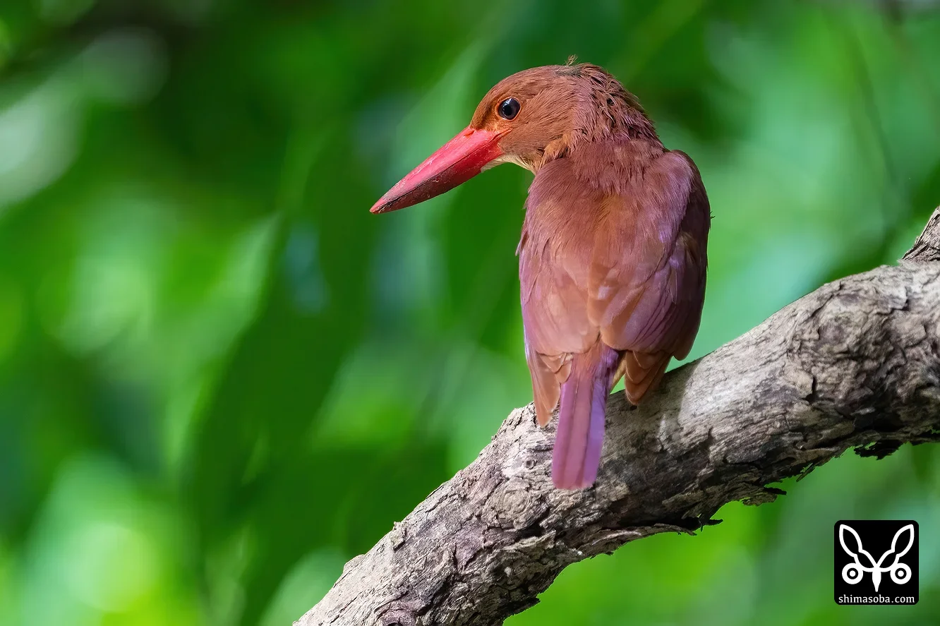 リュウキュウアカショウビン