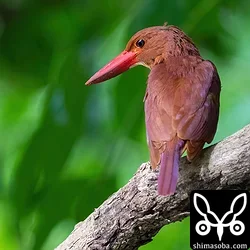 リュウキュウアカショウビン