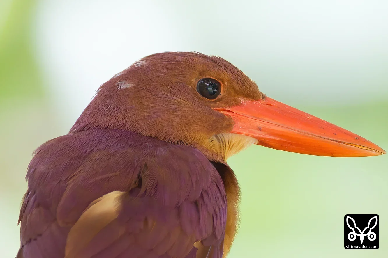 リュウキュウアカショウビン
