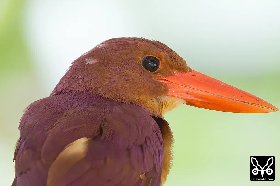 リュウキュウアカショウビン