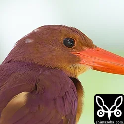リュウキュウアカショウビン