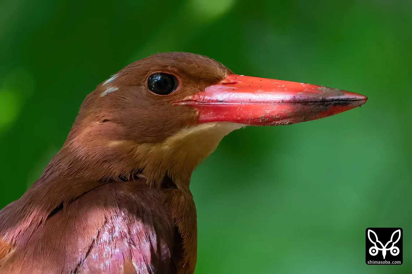 リュウキュウアカショウビン