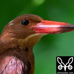 リュウキュウアカショウビン