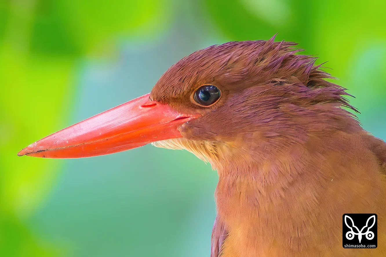 リュウキュウアカショウビン