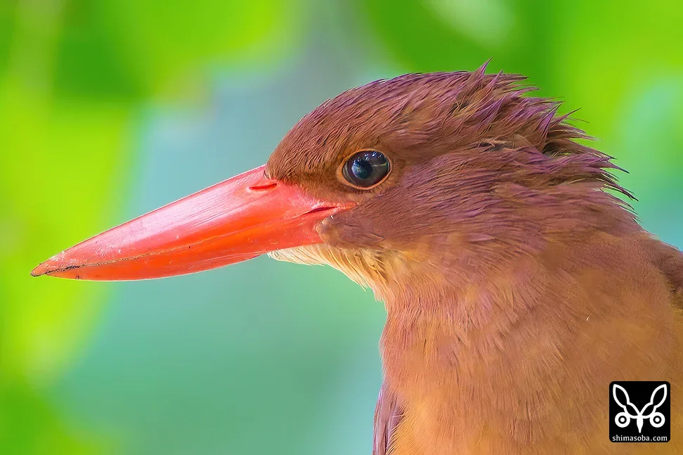 リュウキュウアカショウビン