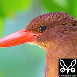リュウキュウアカショウビン