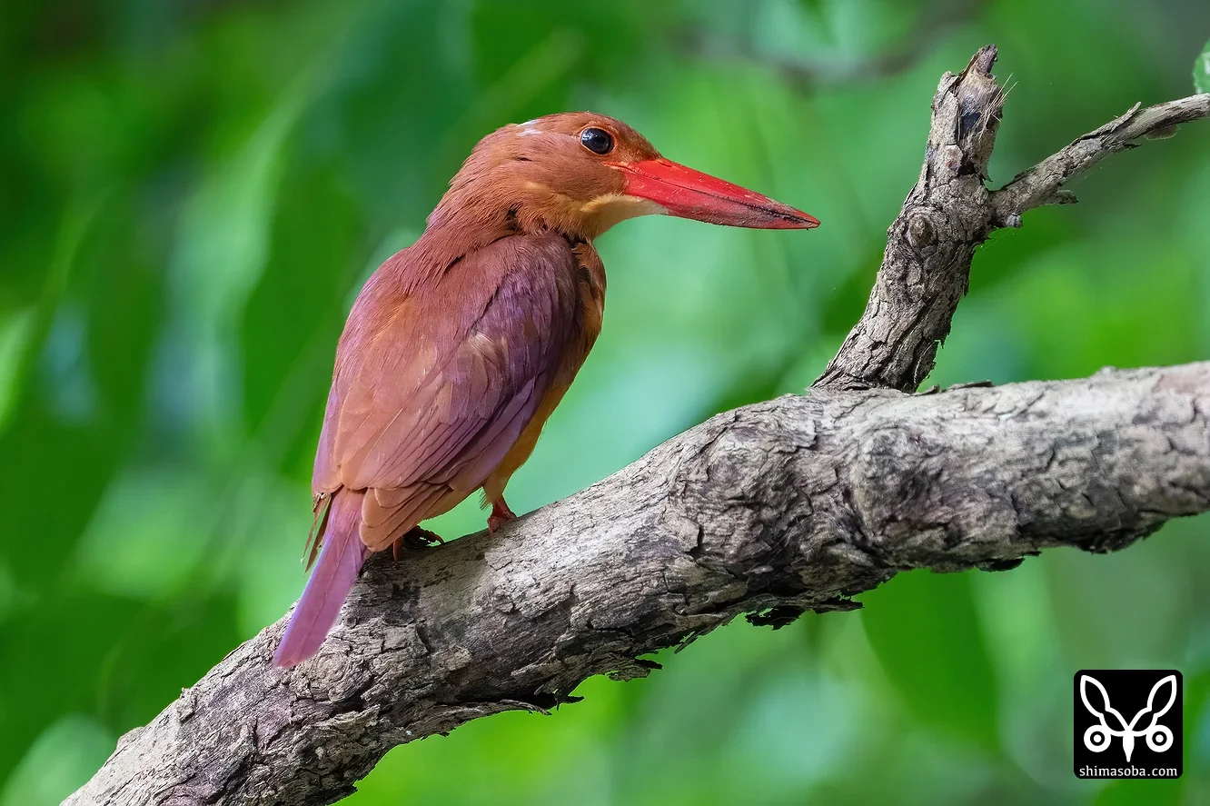リュウキュウアカショウビン