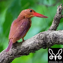 リュウキュウアカショウビン