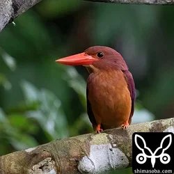 リュウキュウアカショウビン