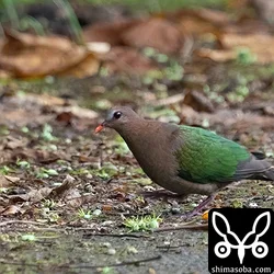 キンバト、アカショウビン、カンムリワシ