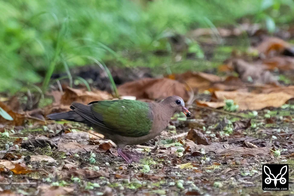 キンバト
