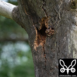こちらは掘っている最中のアカショウビンの巣。こちらは、樹種がリュウキュウマツなので使わない可能性が高いです。