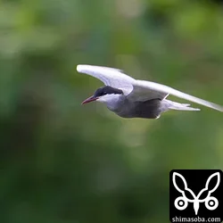 クロハラアジサシ