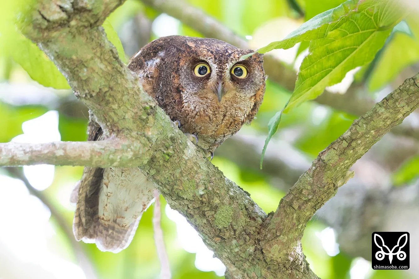 リュウキュウコノハズク