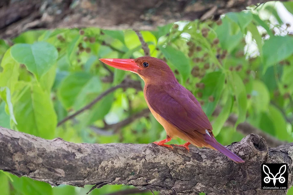 リュウキュウアカショウビン