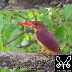 リュウキュウアカショウビン