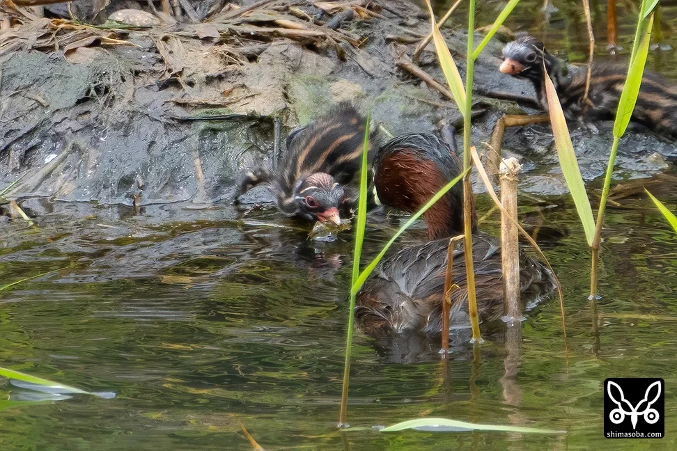 カイツブリ