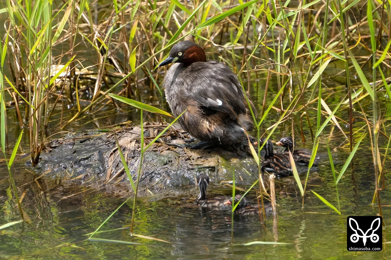 カイツブリ