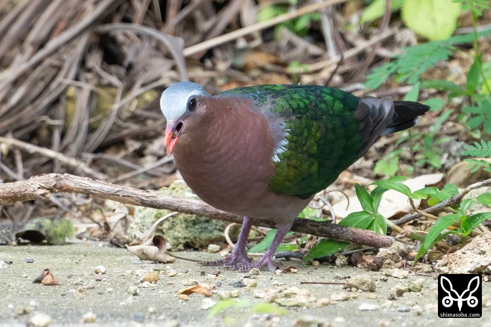 キンバト